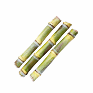 Sugar Cane