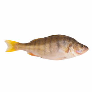 Frozen Yellow Croacker / kg